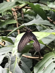 Gynautocera rubriscutellata