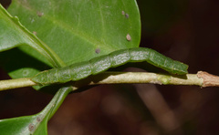 Heterorachis devocata