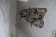 Apamea monoglypha