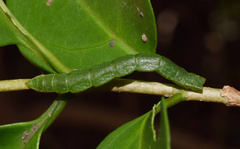 Heterorachis devocata