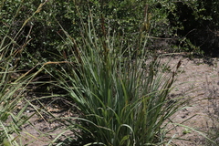 Carex spissa