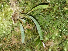 Notogrammitis ciliata