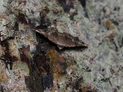 Mataeomera biangulata