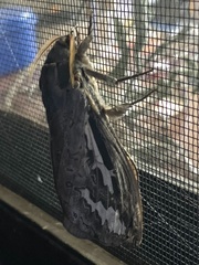 Abantiades labyrinthicus