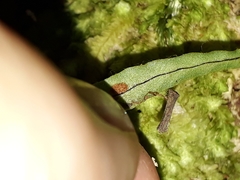 Notogrammitis ciliata