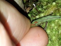 Notogrammitis ciliata