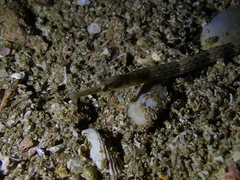 Syngnathus temminckii