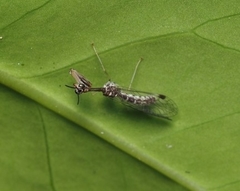 Necyla formosana