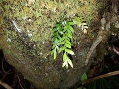 Tmesipteris lanceolata