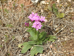 Centaurium erythraea suffruticosum