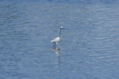 Egretta garzetta