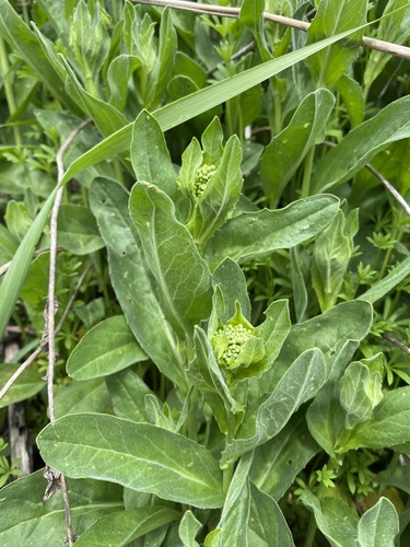 Heart-podded Hoary Cress