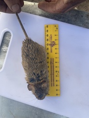 Gerbilliscus leucogaster