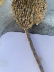 Gerbilliscus leucogaster