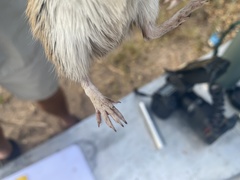 Gerbilliscus leucogaster