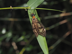 Neochauliodes sinensis