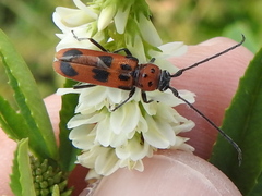 Tylosis maculatus