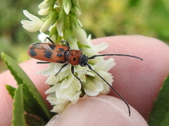 Tylosis maculatus