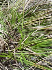 Carex humilis
