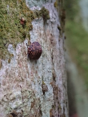 Phyllomegacopta majuscula