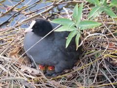 Fulica atra
