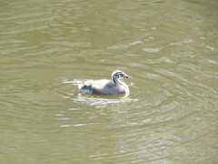 Podiceps cristatus