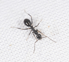 Prolasius
