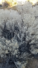 Tetradymia stenolepis