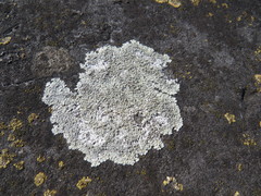 Fungi