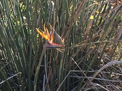 Strelitzia juncea