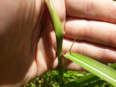 Miscanthus nepalensis