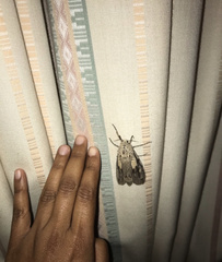 Strigocossus