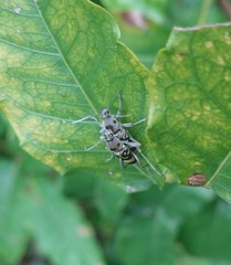 Chlorophorus macaumensis