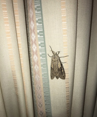 Strigocossus