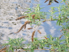 Buddleja davidii