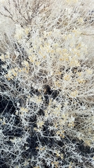 Tetradymia stenolepis