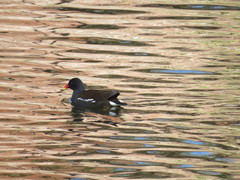 Gallinula chloropus