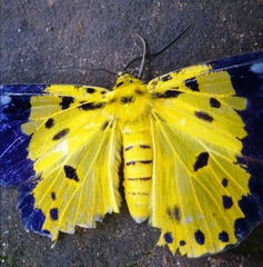 Dysphania sagana
