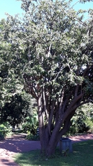 Pereskia grandifolia