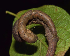Thyas rubricata