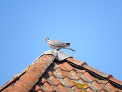 Columba palumbus