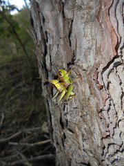 Parapodisma tenryuensis