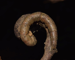 Thyas rubricata