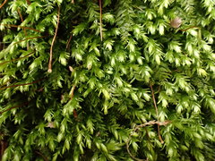 Plagiothecium nemorale