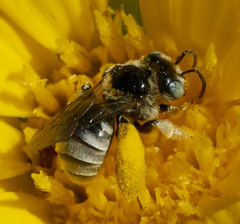 Anthophorula