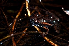 Microbatrachella capensis