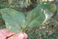 Pyrenacantha scandens