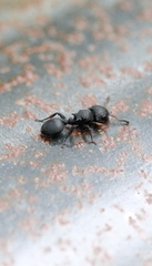 Cataulacus granulatus