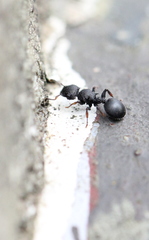 Cataulacus granulatus