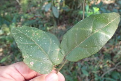 Pyrenacantha scandens